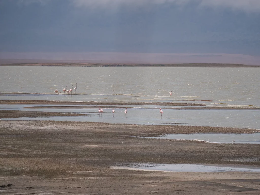 flamingos on Lake Magadi in the ngorongoro crater