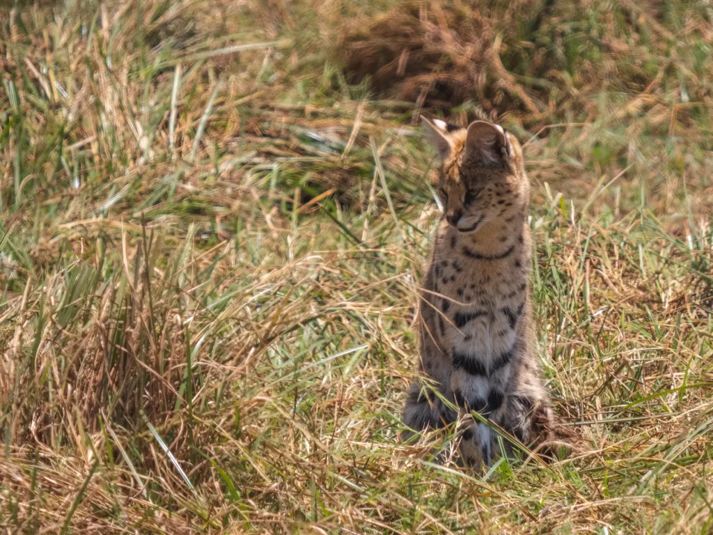 serval in ngorongoro crater