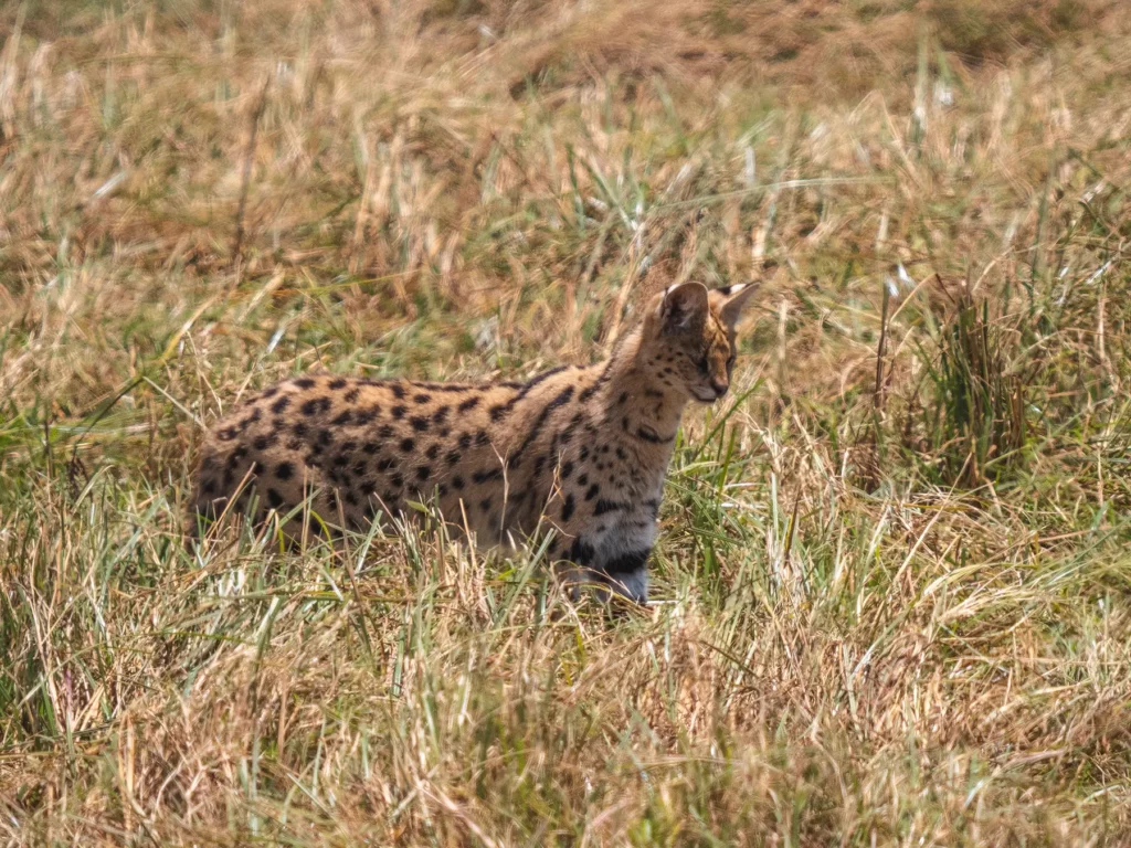 serval in ngorongoro crater