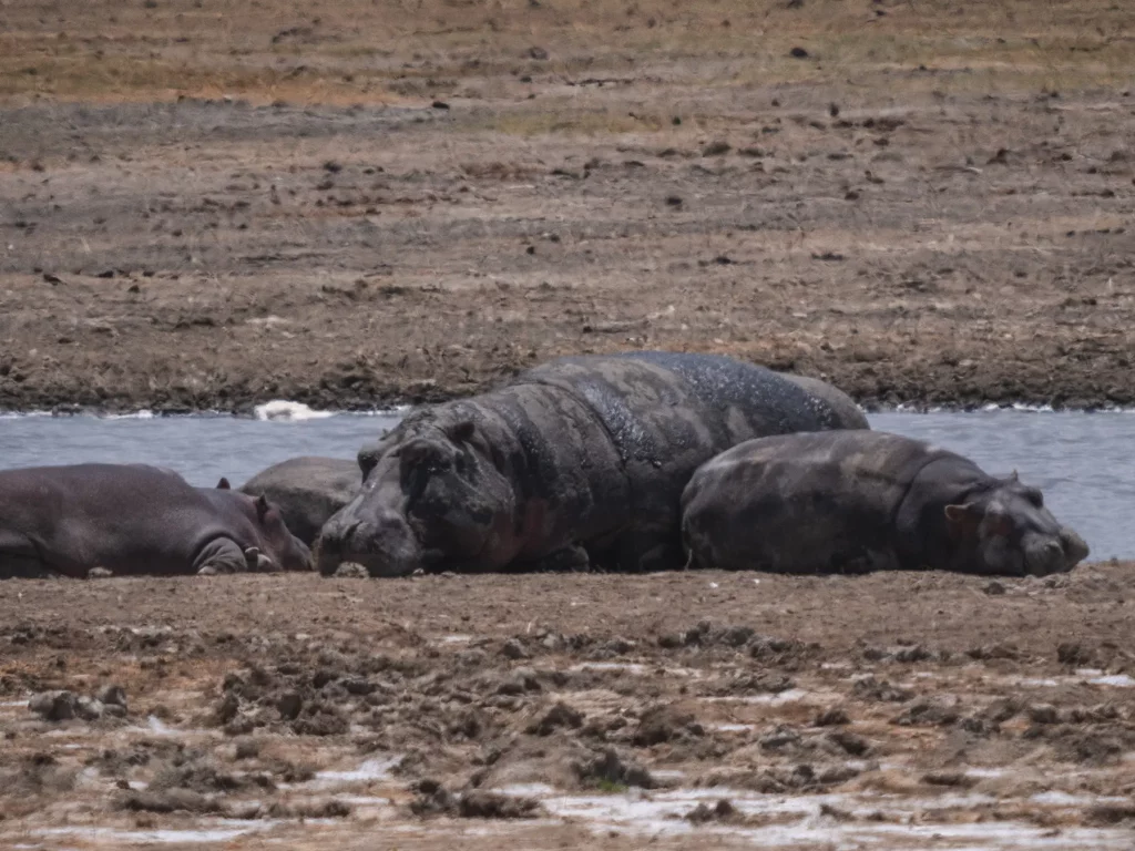 Hippos in Ngorongoro Crater