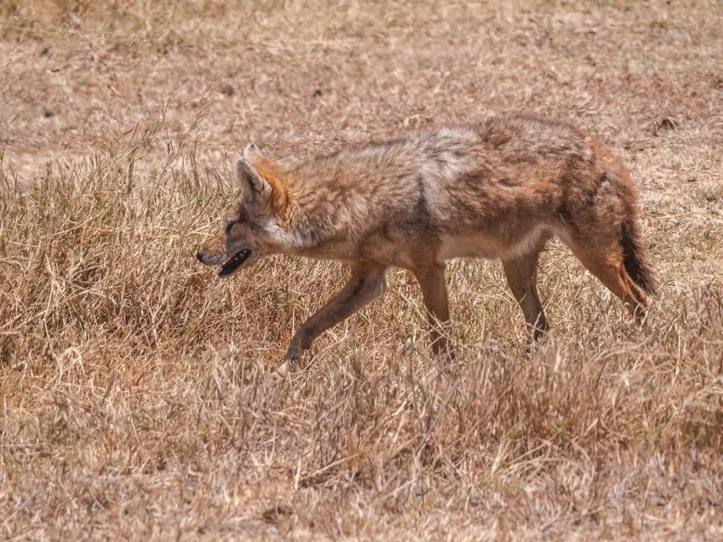 Golden Wolf in Ngorongoro Crater
