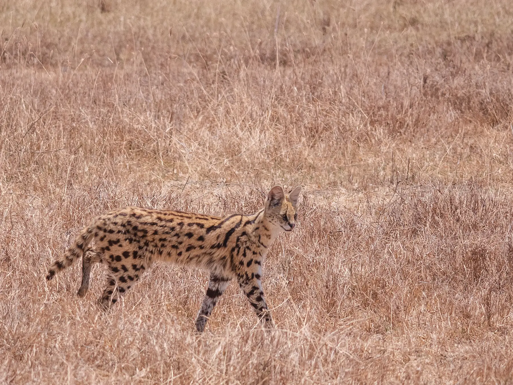 Lone Serval in Ngorongoro Crater