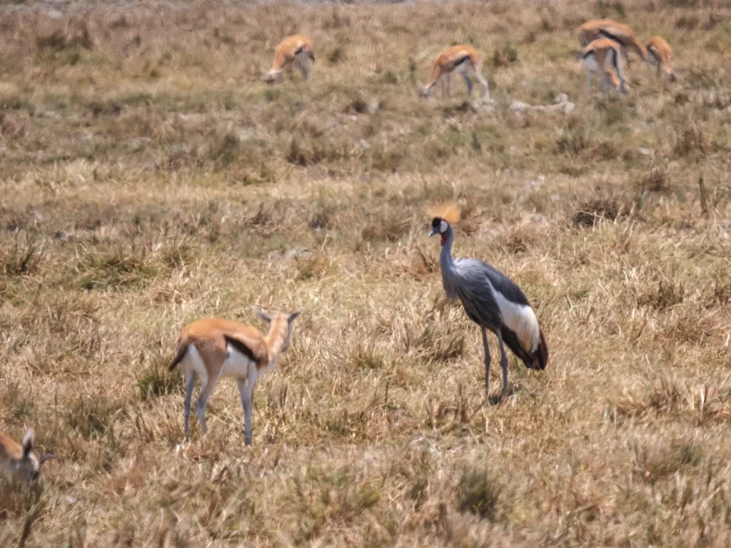 Grey crowned crane
in ngorongoro crater