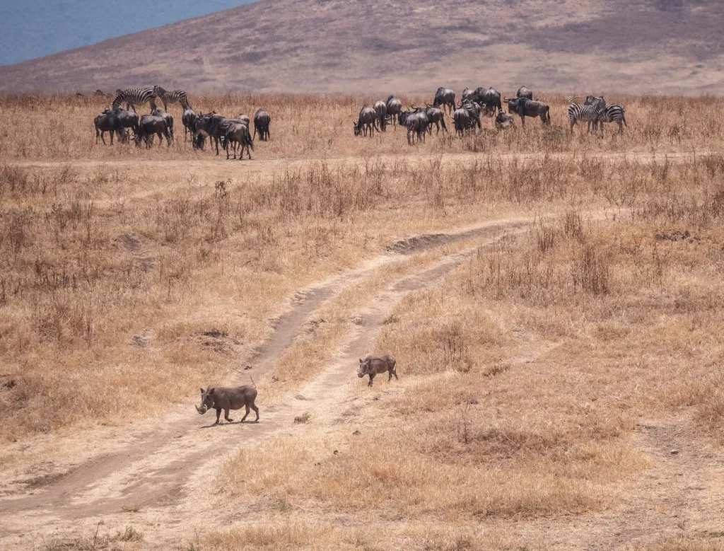 warthogs, zebras and wildebeests in ngorongoro crater