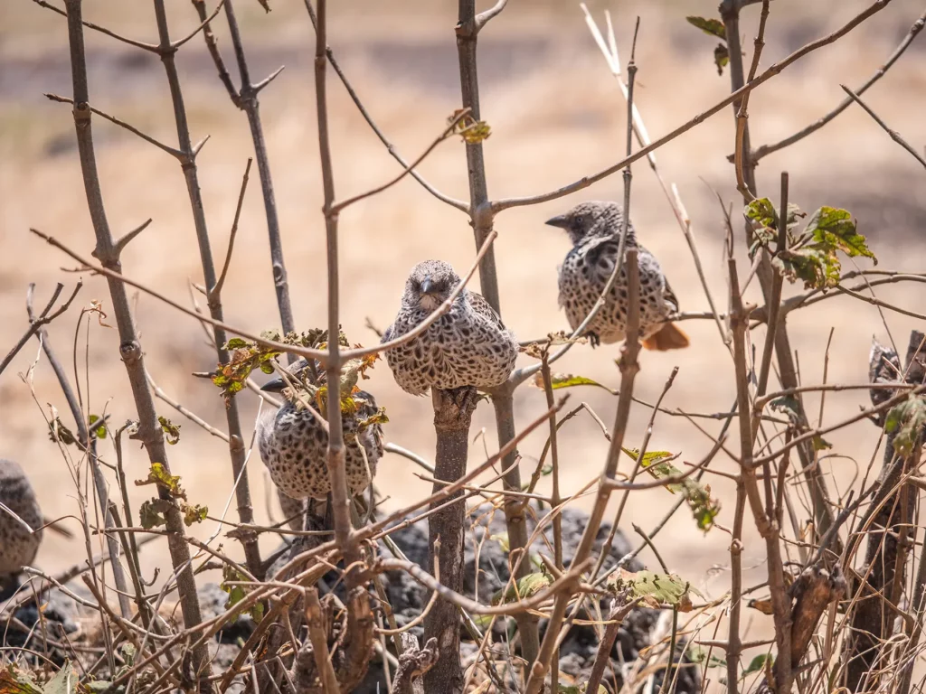 Rufous-tailed weaver in ngorongoro crater