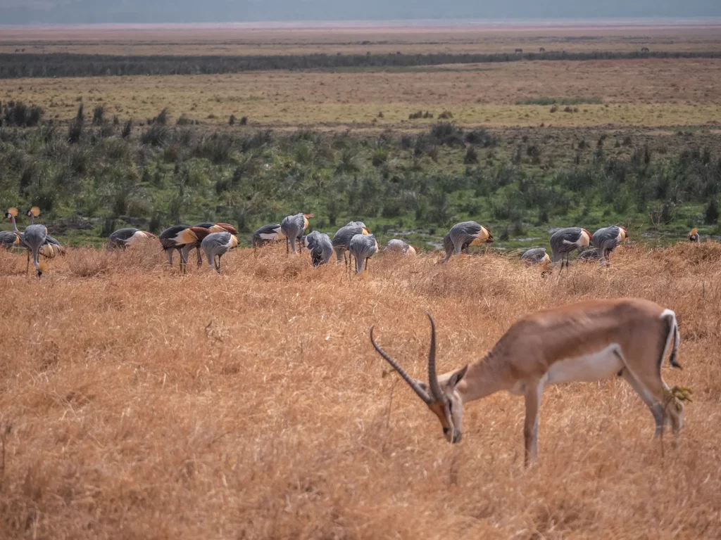 Lone grant's gazelle with a flock of Grey crowned cranes in the background