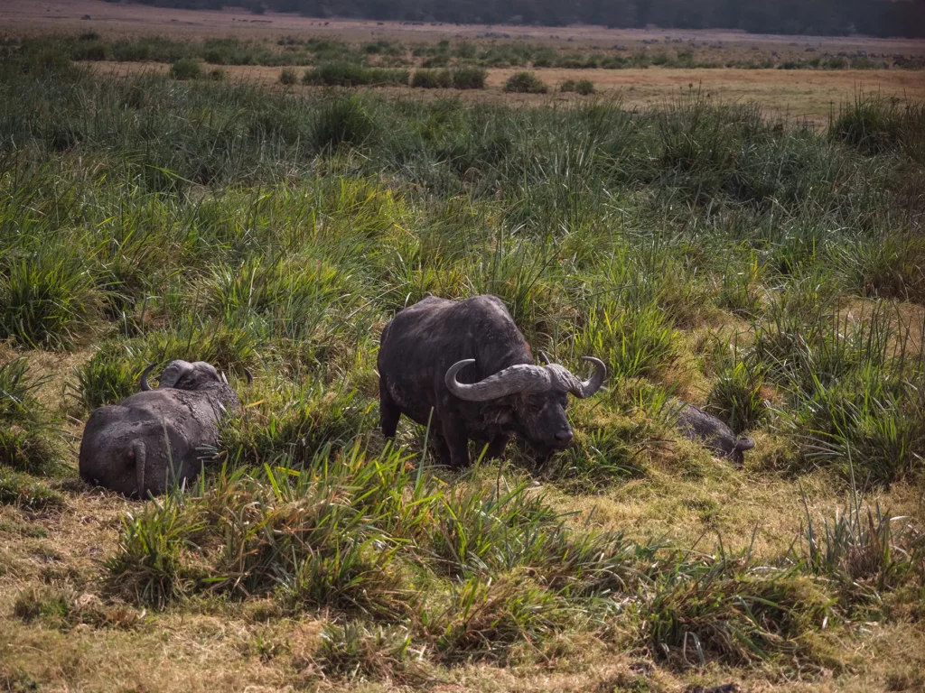 buffalos in the swamps in ngorongoro