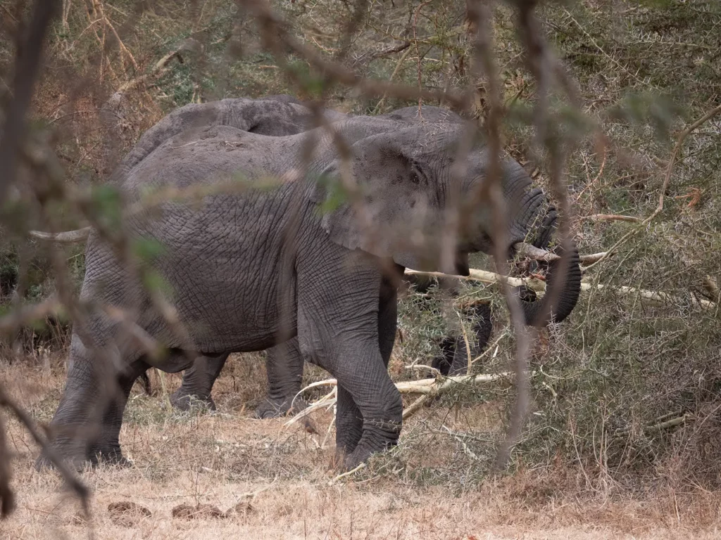 Elephant in Lerai Forest, Ngorongoro Crater