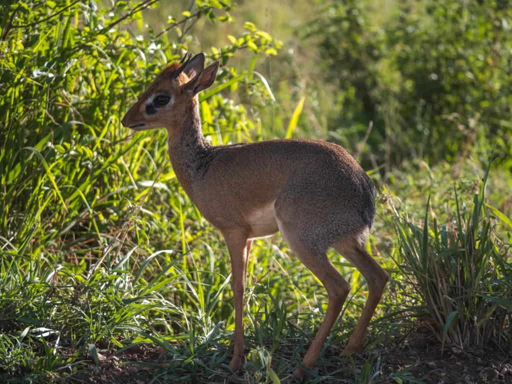 Kirk's dik-dik in Serengeti