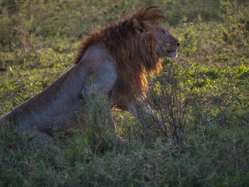 male lion in serengeti