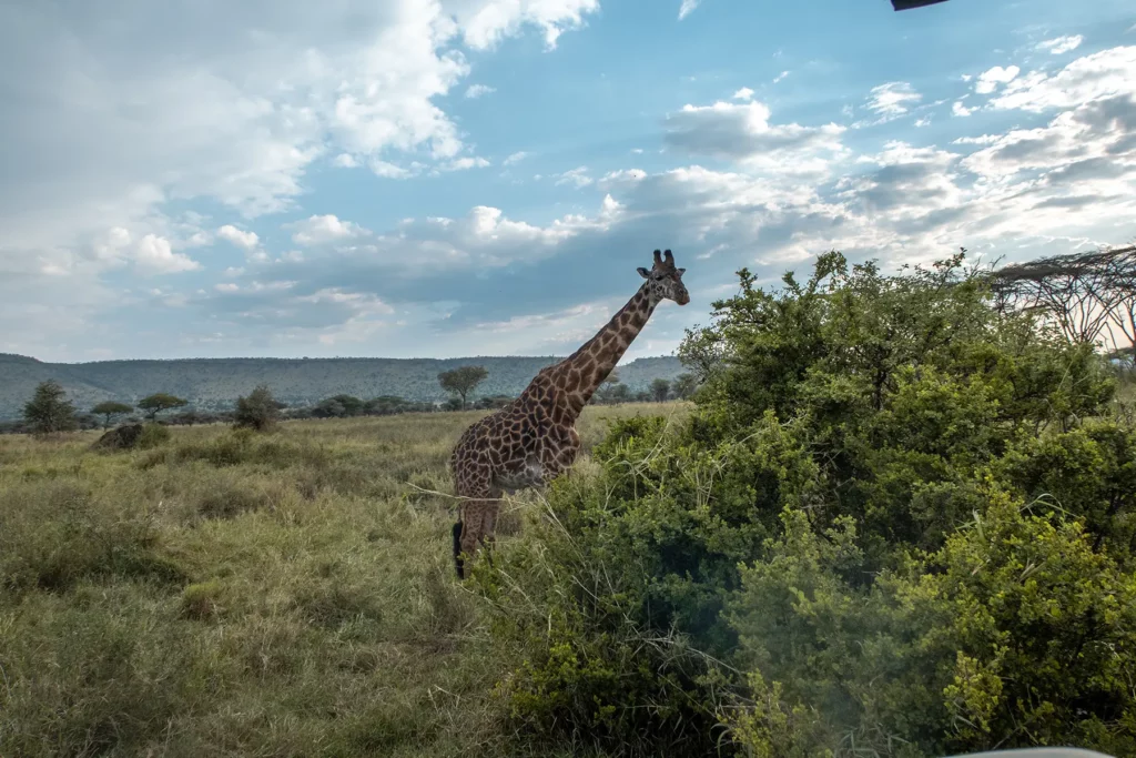 Giraffe in Serengeti