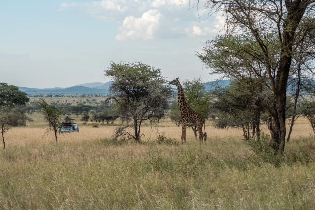 Giraffe feeding from tree in Serengeti