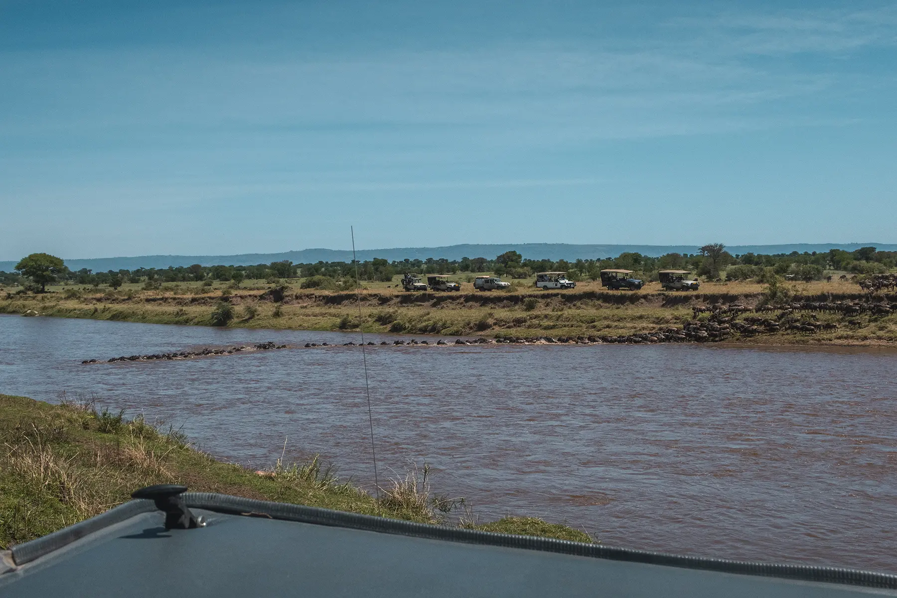 Wildebeests crossing the Mara River in Northern Serengeti