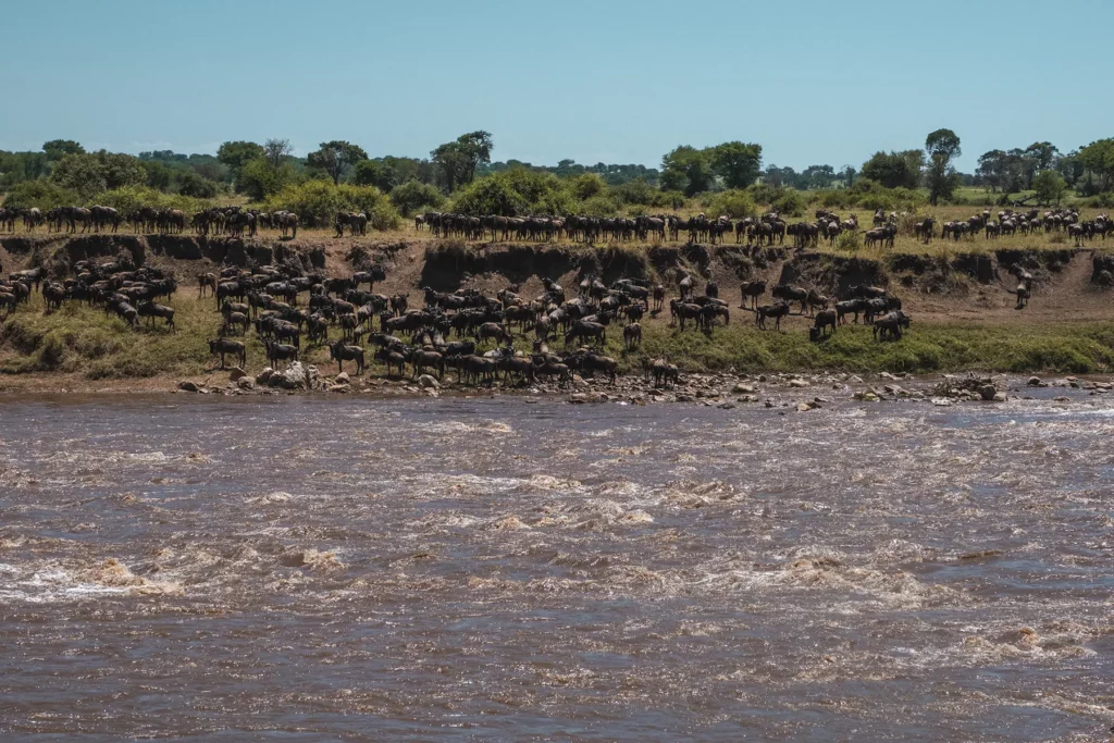Wildebeests on the banks of the Mara River in Northern Serengeti