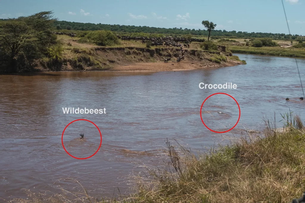 A crocodile moves towards a struggling wildebeest in the Mara River in northern Serengeti