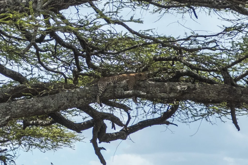 Leopard in tree in Serengeti