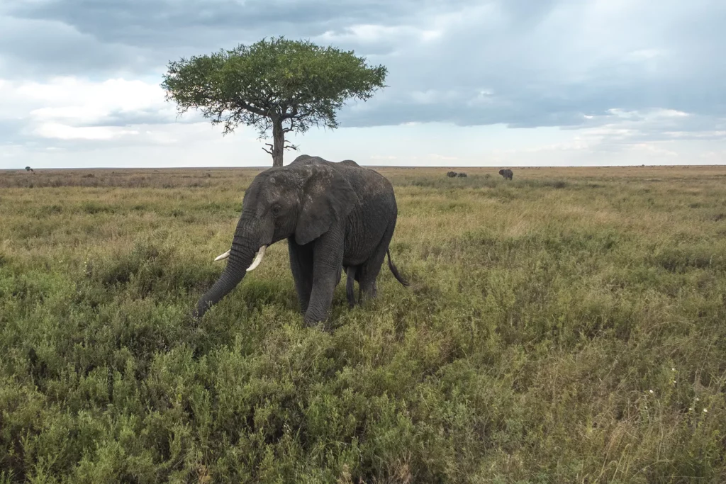 Elephant in front of a lone tree in the Serengeti