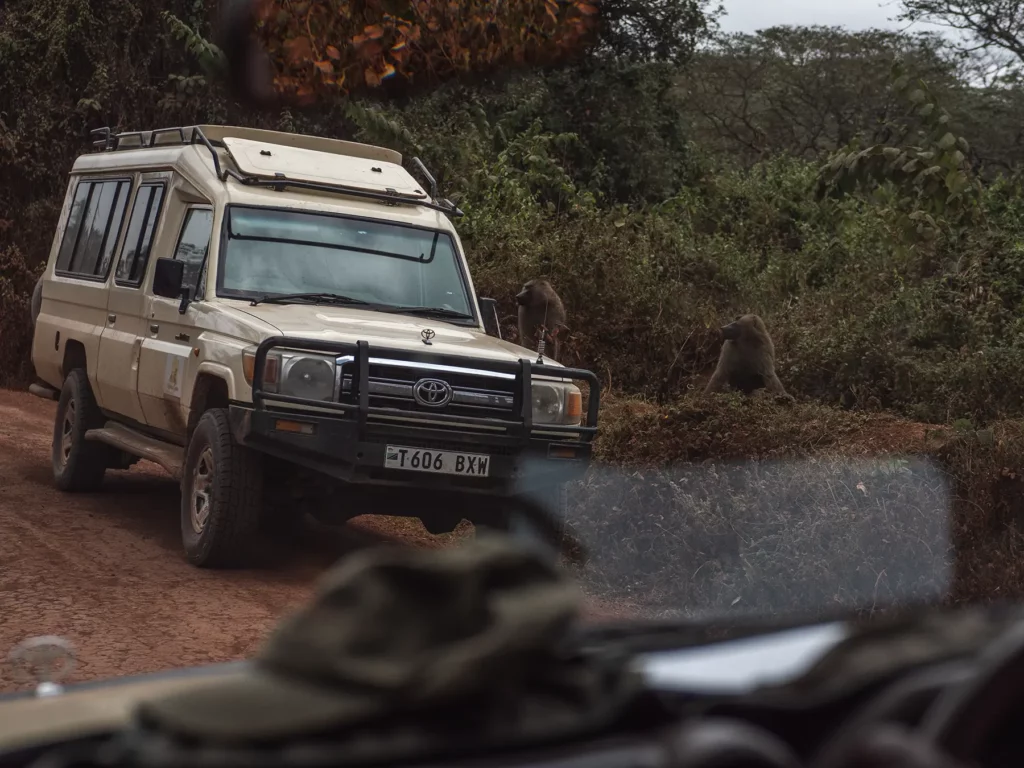 Baboon next to a safari truck in Serengeti
