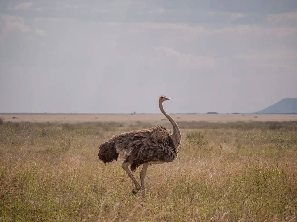 Ostrich in Serengeti