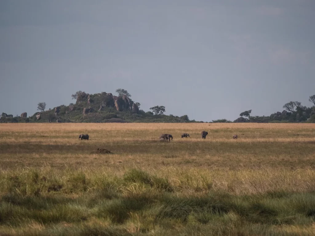 The endless plains of the serengeti
