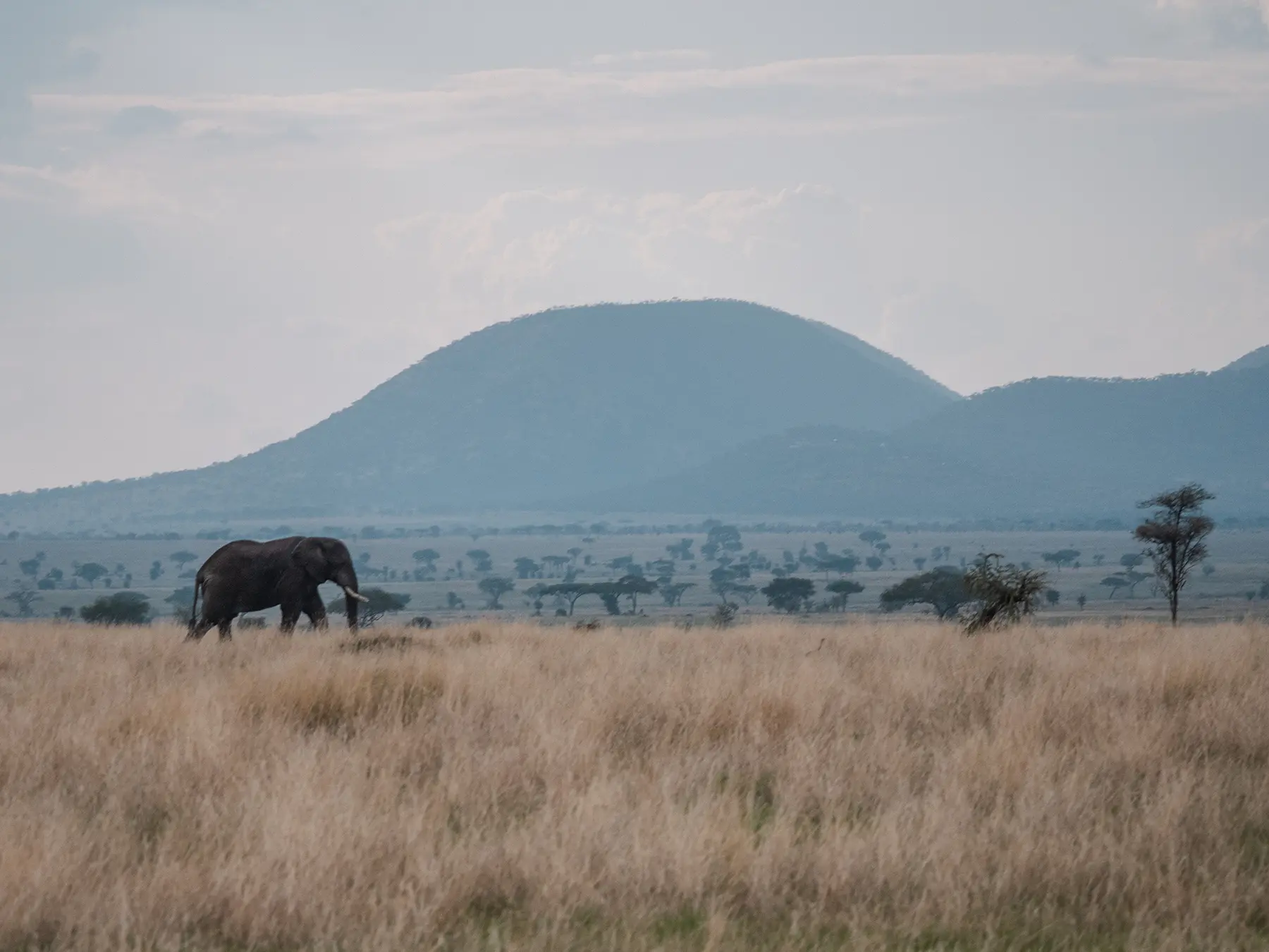 elephant in long dry season Serengeti