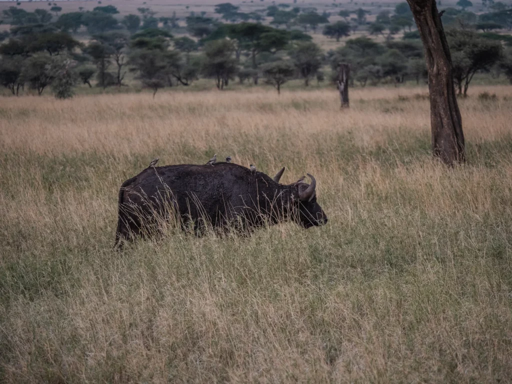 Buffalo with helper birds in the serengeti