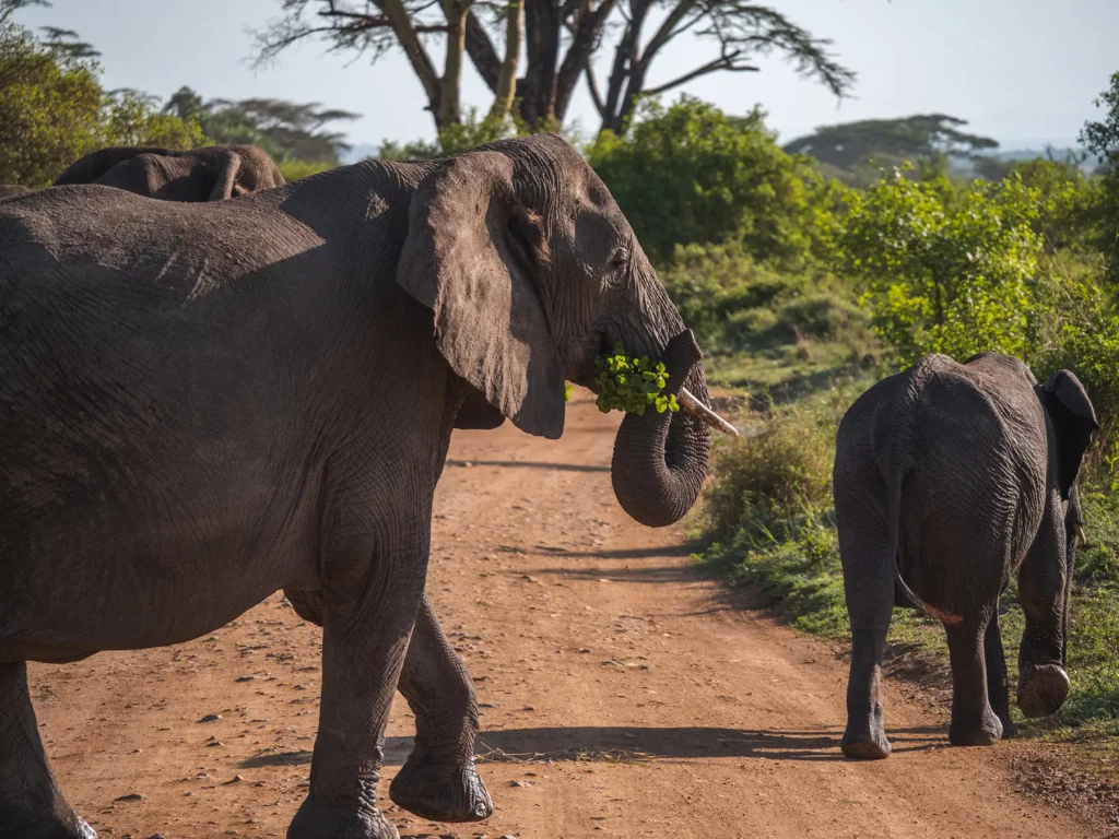 Elephant and calf in Serengeti
