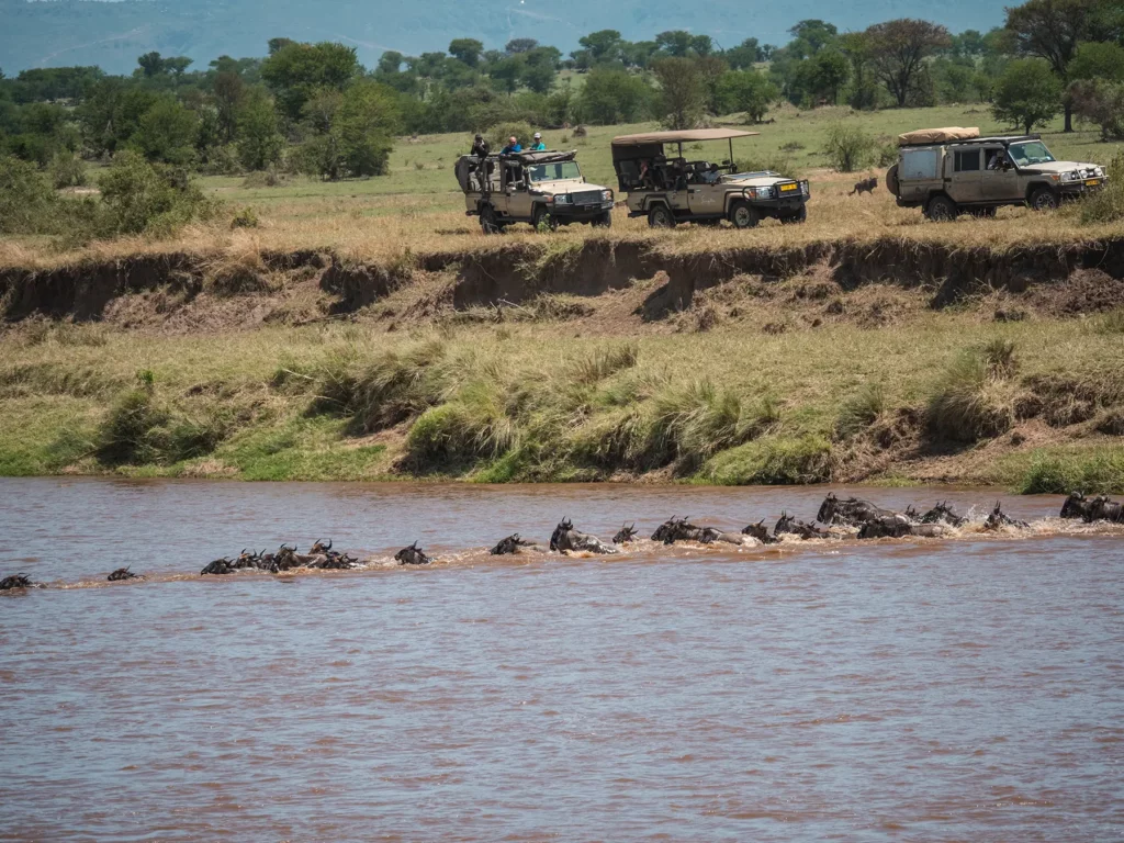 Wildebeests crossing the Mara River in Northern Serengeti