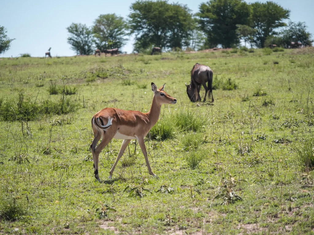 Impala and wildebeest in Serengeti