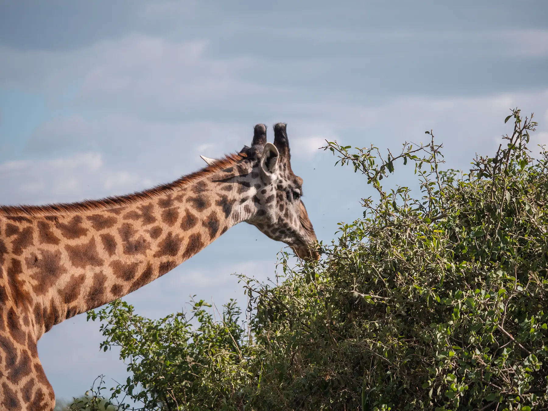 Close up of giraffe eating leaves off a tree in the Serengeti