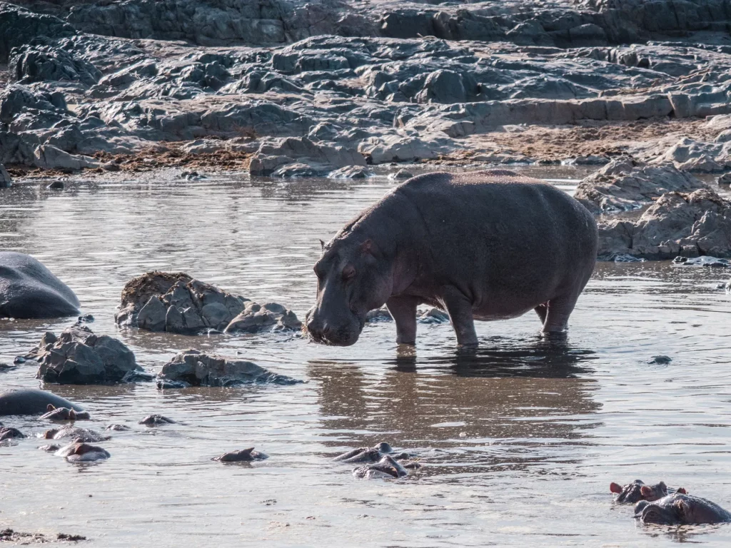 Hippo stood in shallow water in Serengeti