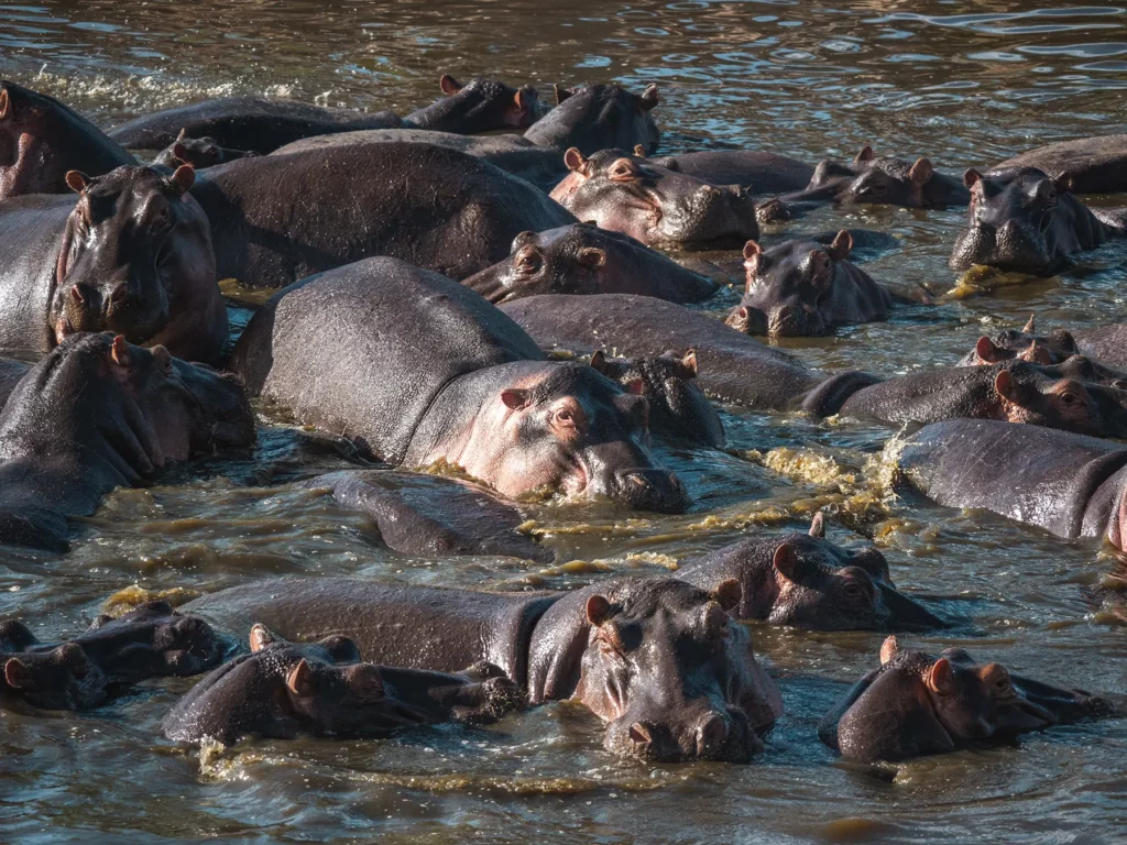 Hippo pool in the Serengeti, tanzania