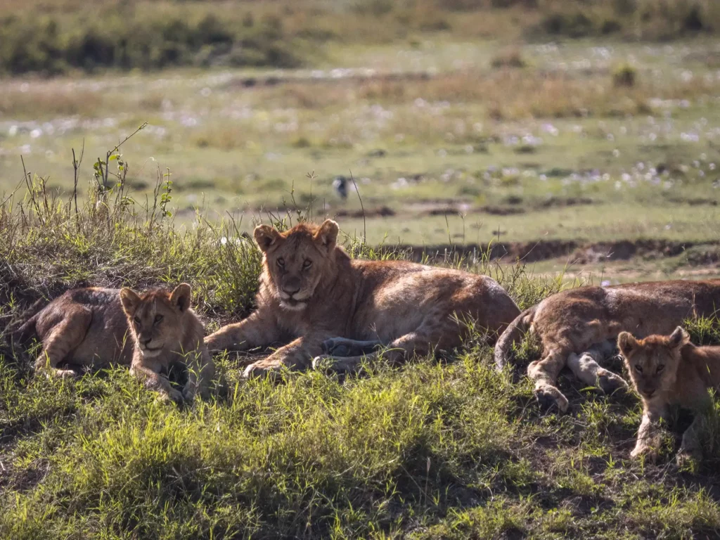 A pride of lions in the serengeti