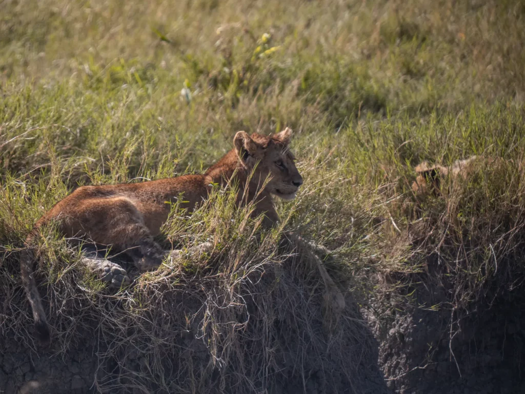 Lion cub in Serengeti