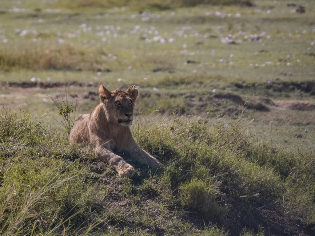 Lion cub on mound in Serengeti