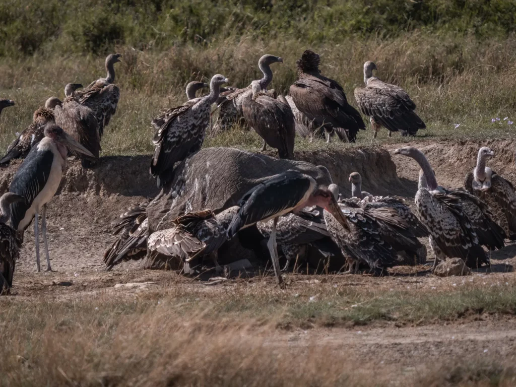 vultures flock around a caucus in Serengeti