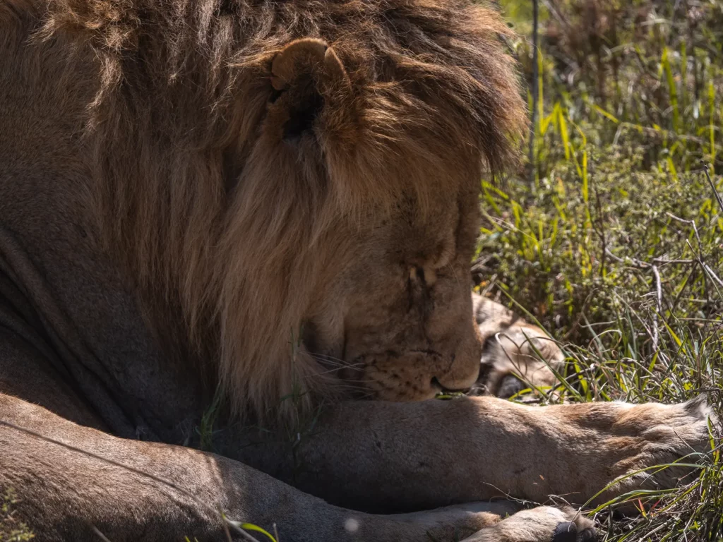 lion in seronera, central serengeti