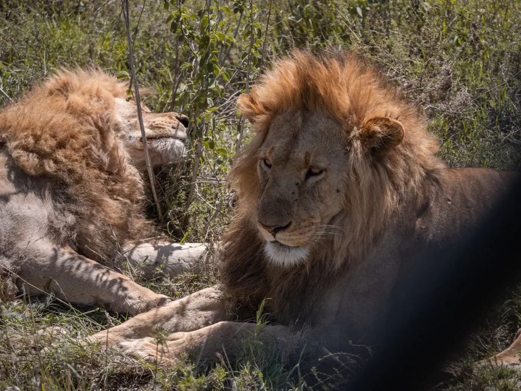 two male lions in Serengeti