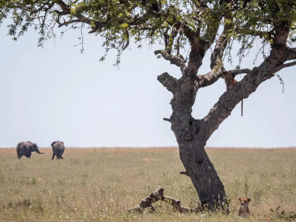 lion cub in a tree with it's mother waiting below