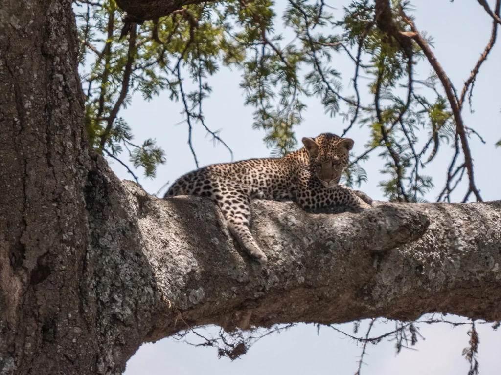 Leopard cub in lazing in a tree in Serengeti, Tanzania