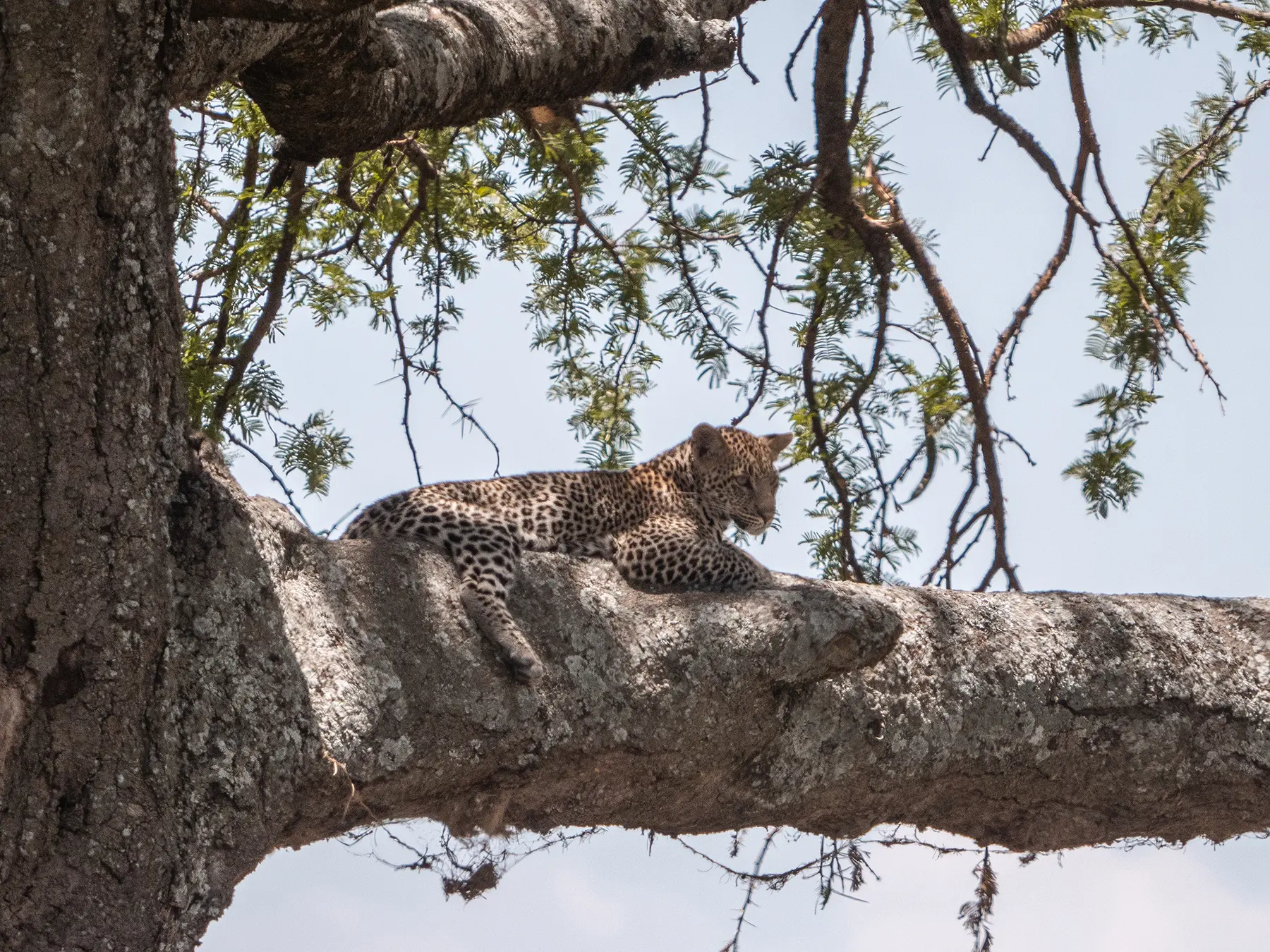 Leopard in tree in Serengeti