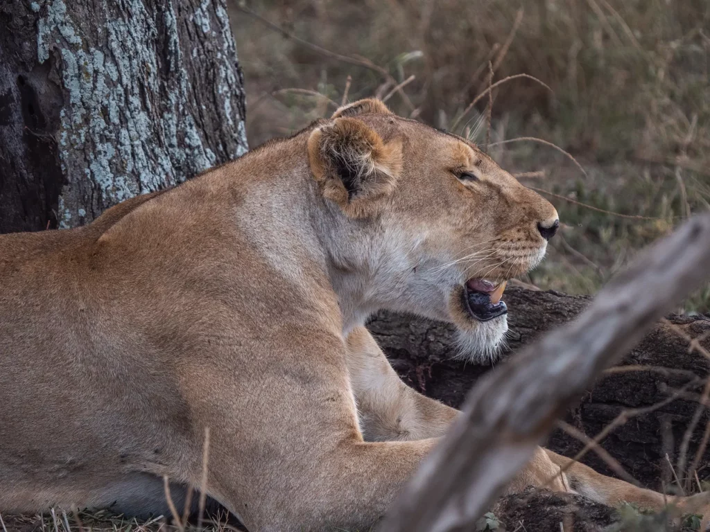lioness in Serengeti