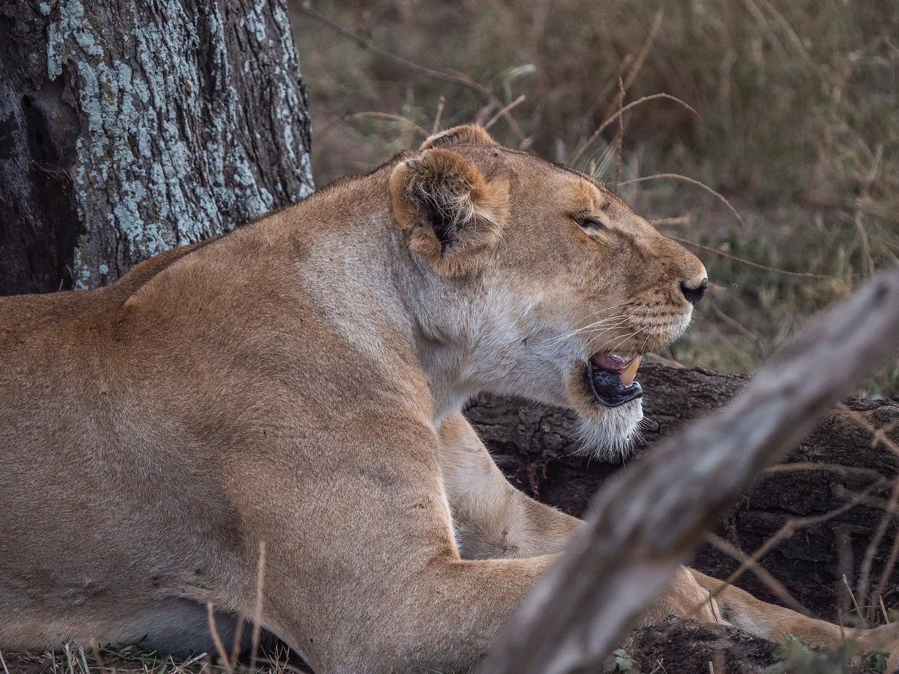 lioness in Serengeti