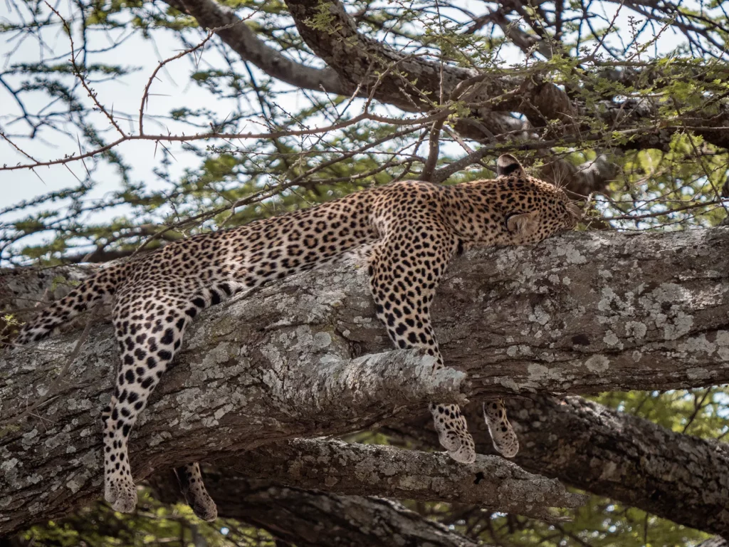 Leopard lazing in a tree in the Serengeti, tanzania