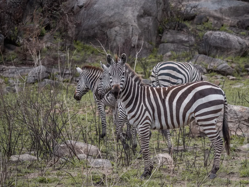 Zebras by rocky outcrop in Serengeti, Tanzania