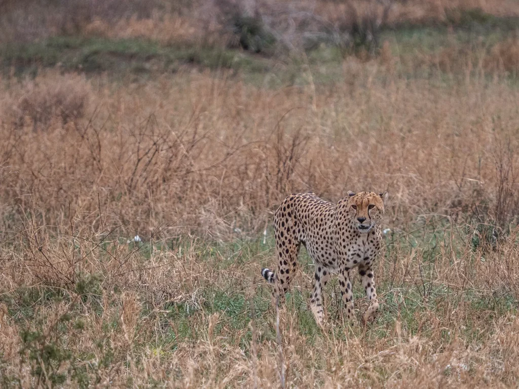 Cheetah hunting in Serengeti