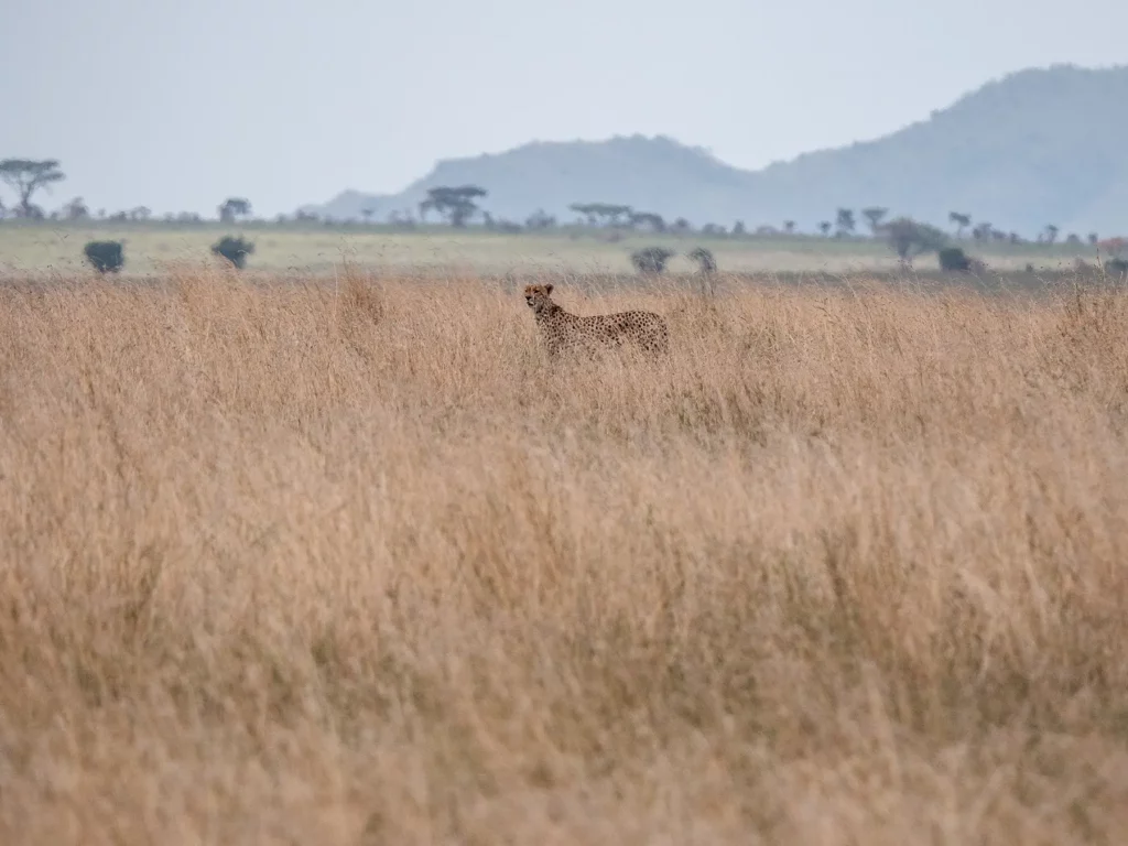 Cheetah hunting in the long Serengeti grasslands