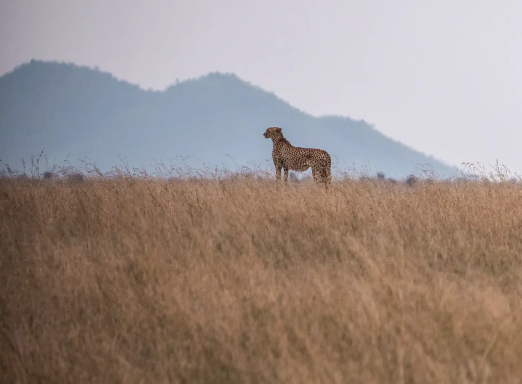 lone cheetah hunting in Serengeti