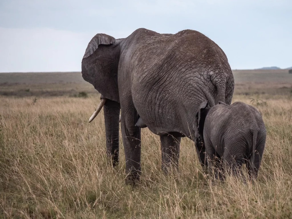 Baby elephant and mother in the Serengeti