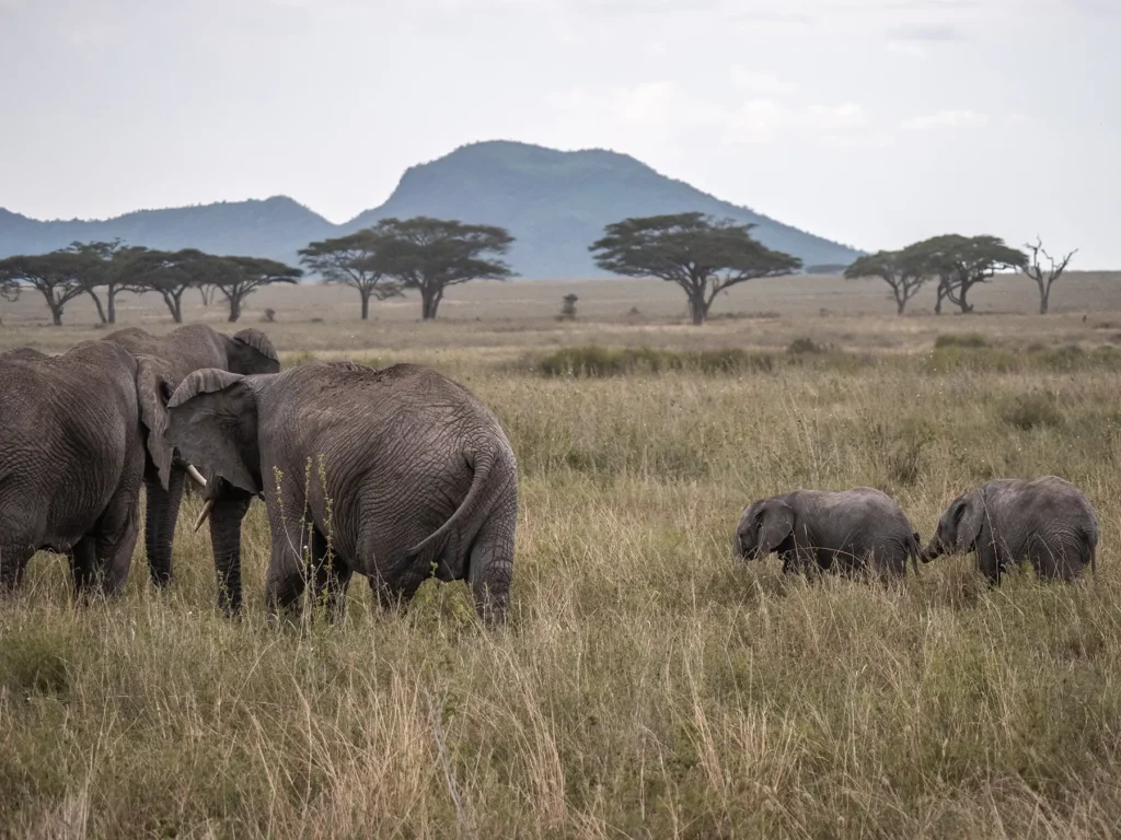 Herd of elephants in Serengeti during long dry season